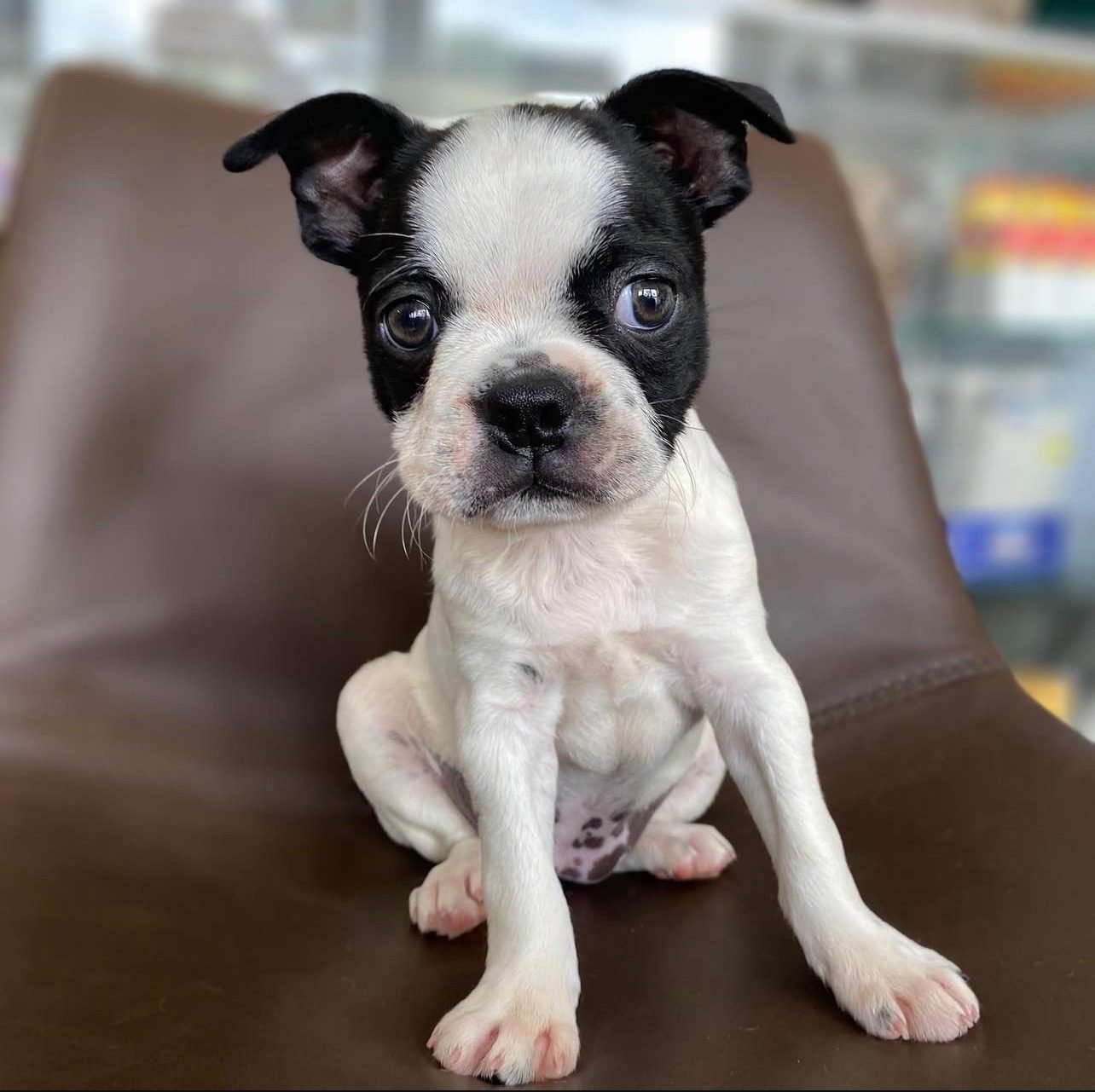 Boston Terrier Puppies for Sale Near Me