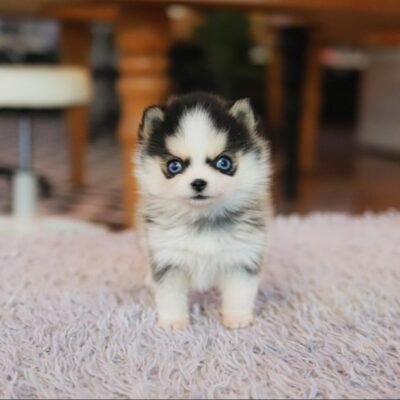 Pomsky Puppies for Sale