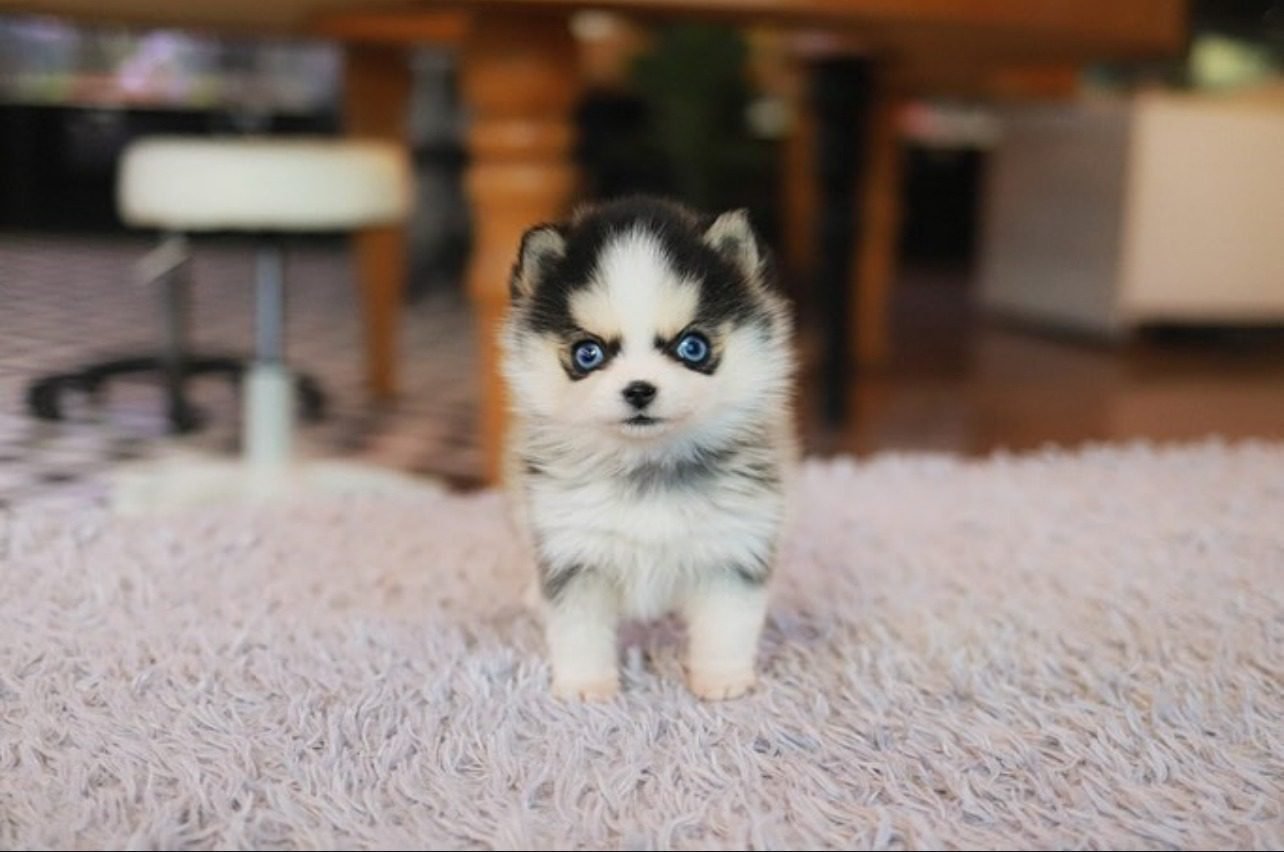 Pomsky Puppies for Sale