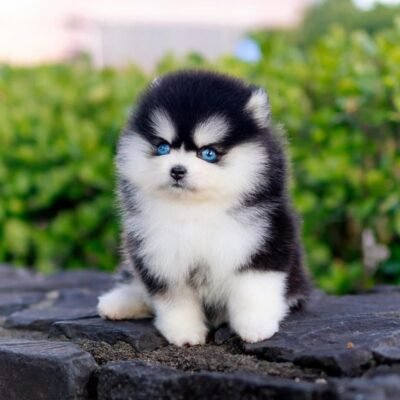 Affordable Pomsky Puppies for Sale Under $300