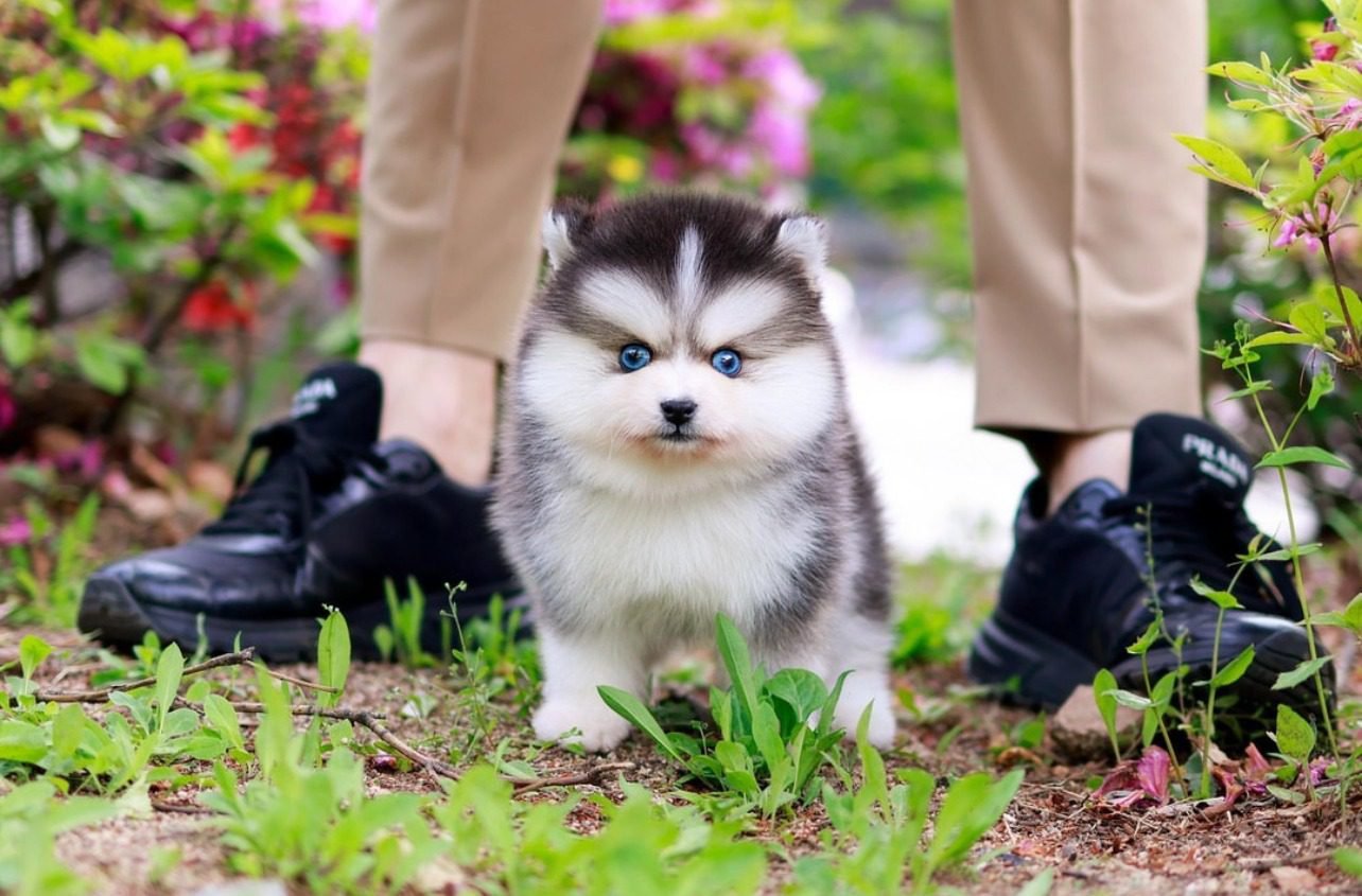 Pomsky Puppies for Sale at $700 | Premier teacup Puppies – AKC Registered & Vet Approved