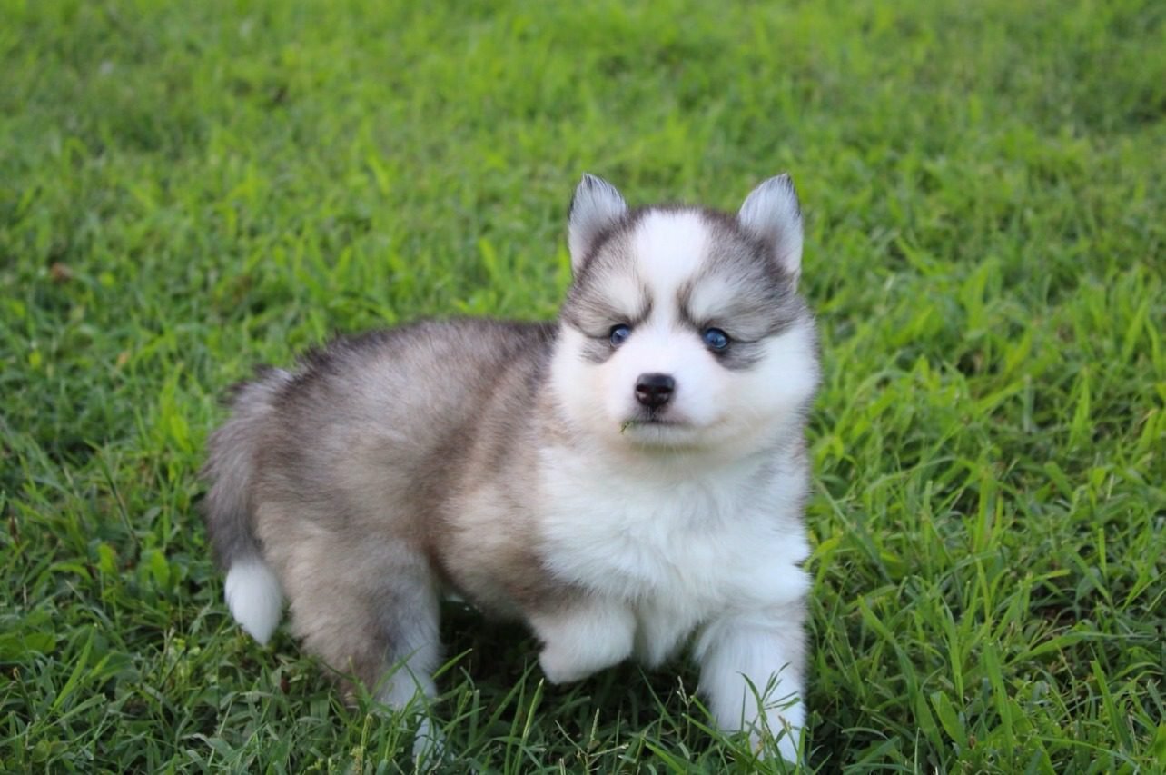 Pomsky Dogs for Sale | Premier teacup Puppies