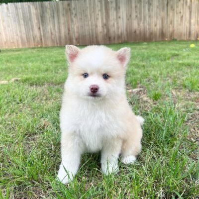 Mini Pomsky Puppies for Sale | Premier teacup Puppies
