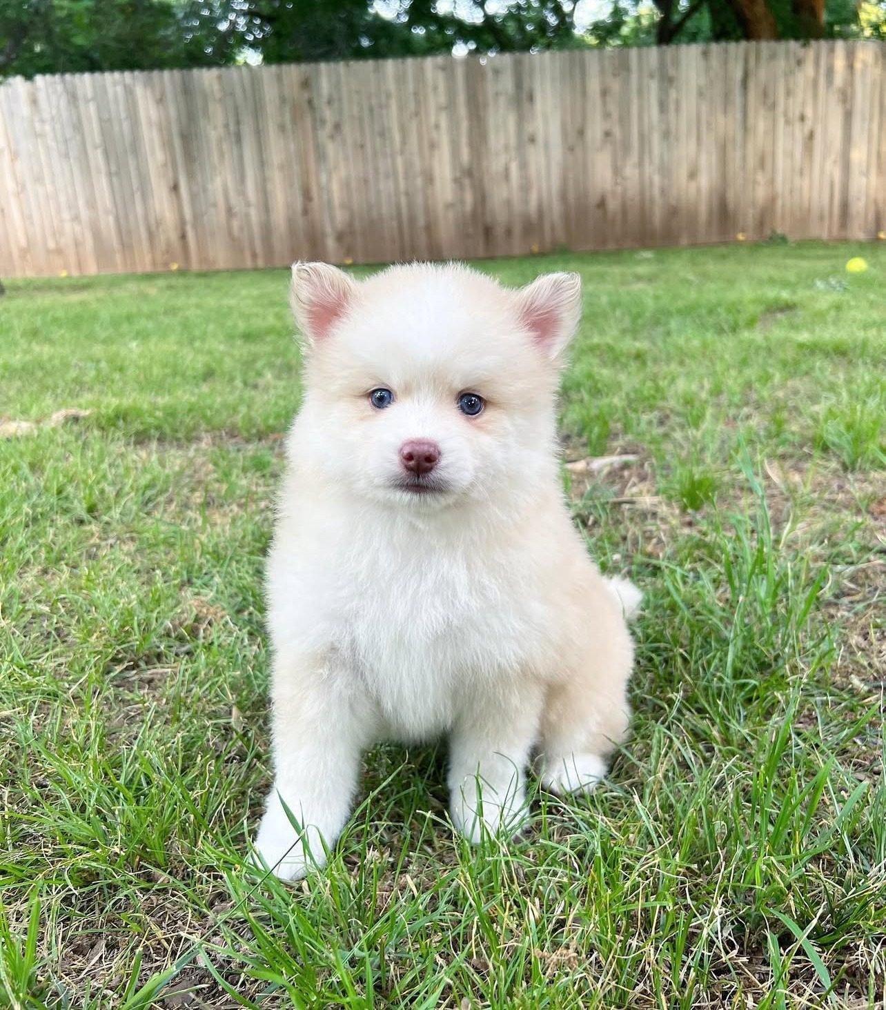 Mini Pomsky Puppies for Sale | Premier teacup Puppies