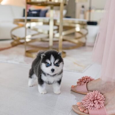 Pomsky Puppies for Sale | Premier teacup Puppies