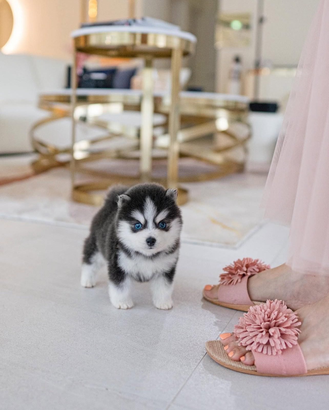 Pomsky Puppies for Sale | Premier teacup Puppies