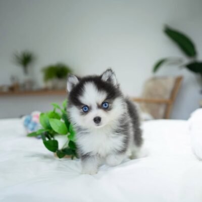 Pomskies for Sale