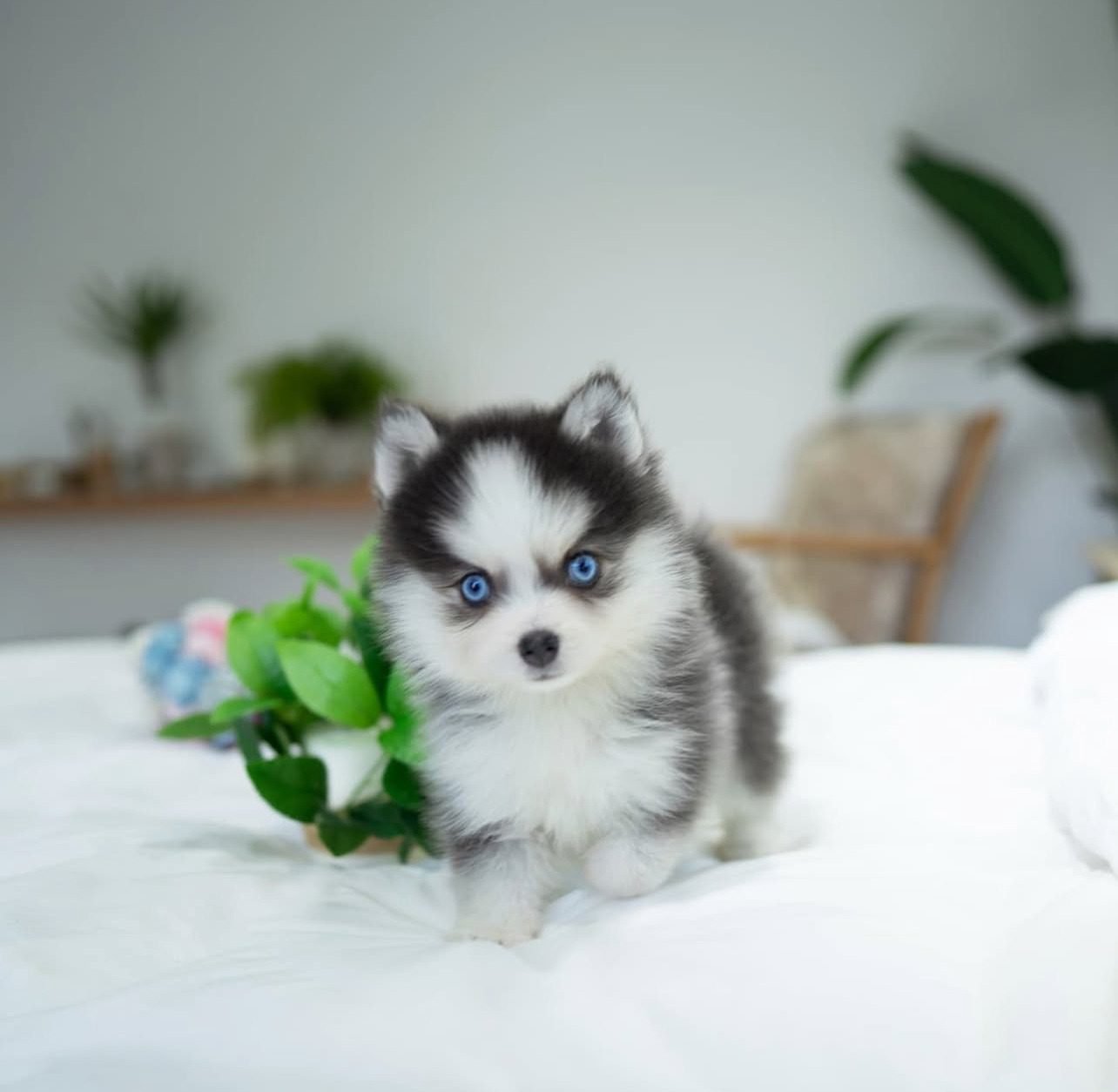 Pomskies for Sale