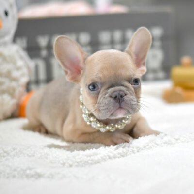 Toy Bulldog for Sale | Premier teacup Puppies
