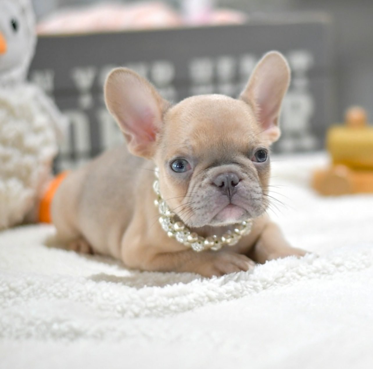 Toy Bulldog for Sale | Premier teacup Puppies