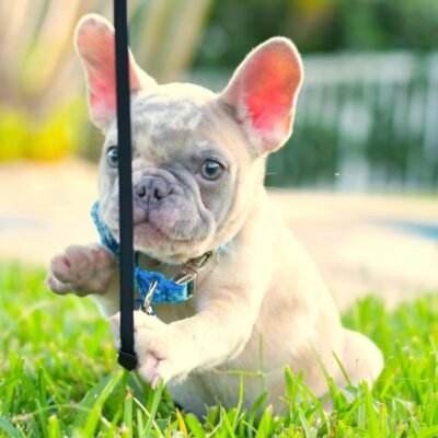 French Bulldog Puppies for Sale $200 | Premier teacup Puppies