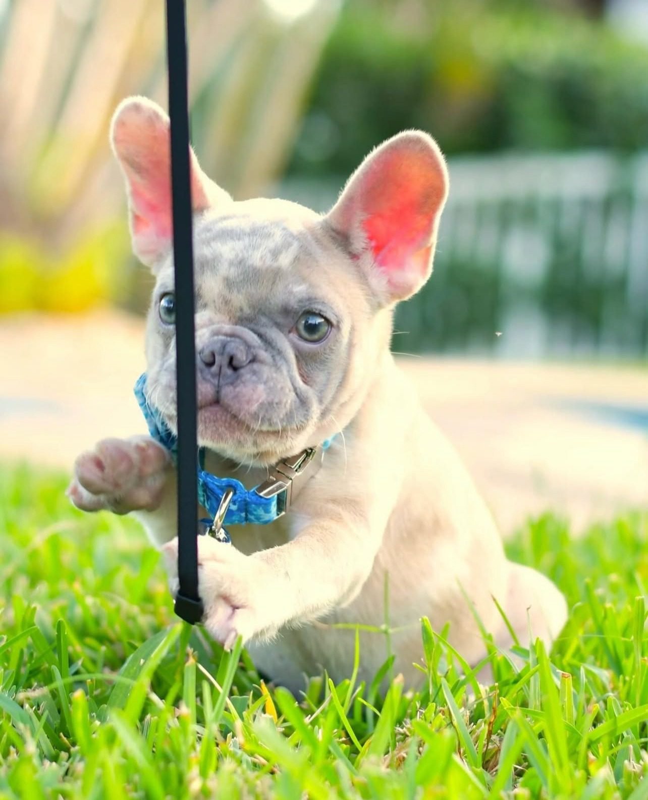 French Bulldog Puppies for Sale $200 | Premier teacup Puppies