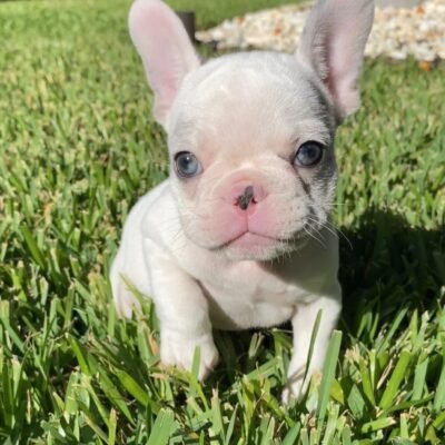 Teacup French Bulldog Puppies for Sale | Premium Teacup Pups