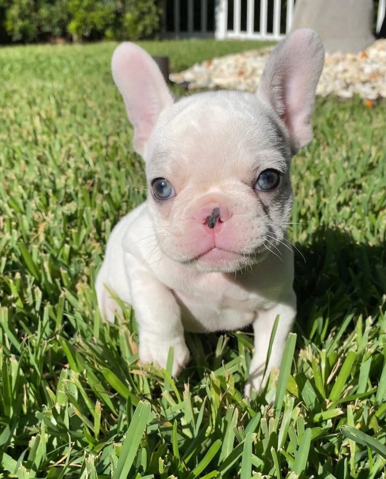 Teacup French Bulldog Puppies for Sale | Premium Teacup Pups