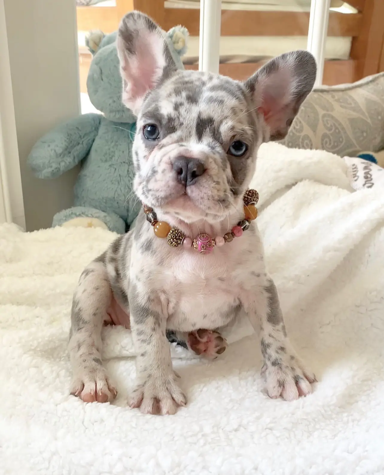 "Fluffy French Bulldog for Sale | Premier teacup Puppies"