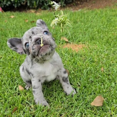 French Bulldog for Sale Cheap | Premier teacup Puppies