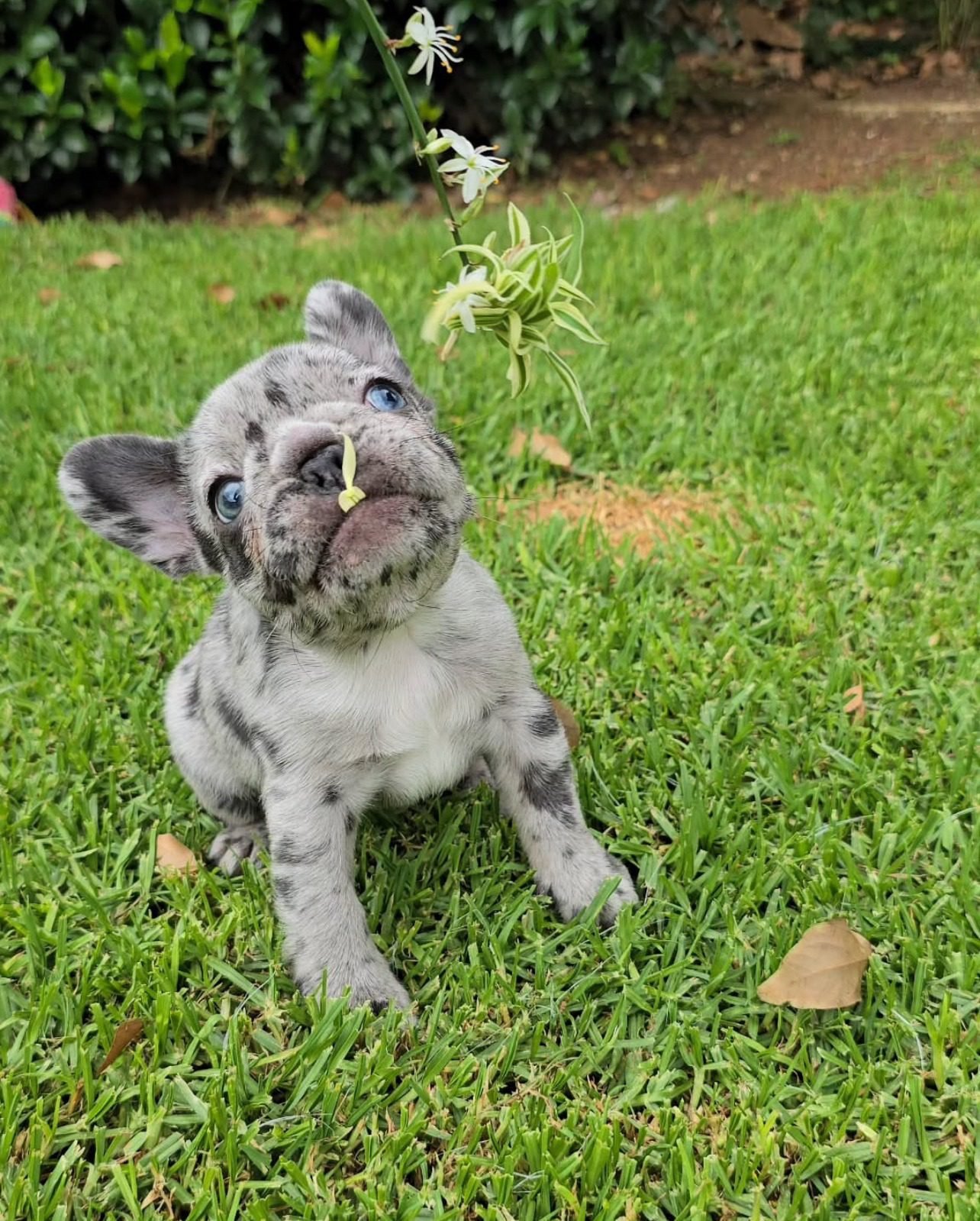 French Bulldog for Sale Cheap | Premier teacup Puppies