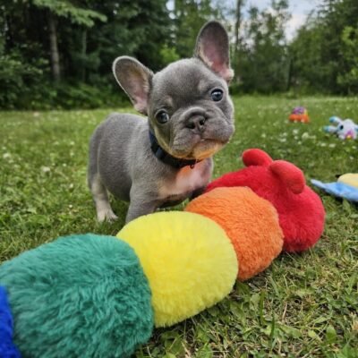 French Bulldog Puppies for Sale in PA Under 500