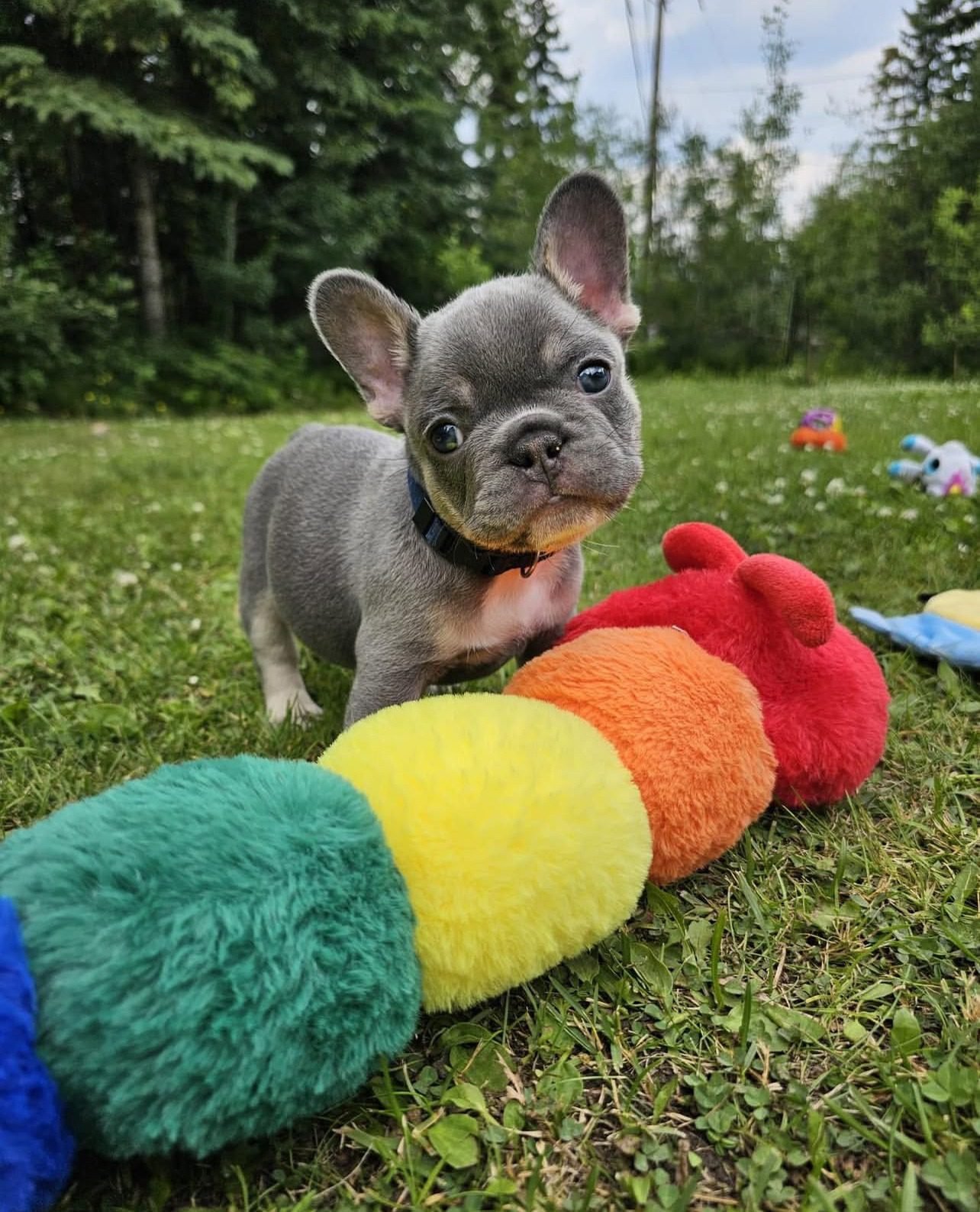 French Bulldog Puppies for Sale in PA Under 500