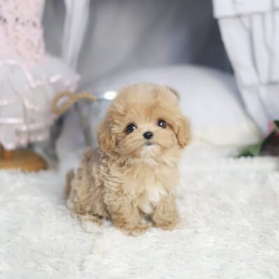 Teacup Maltipoo For Sale