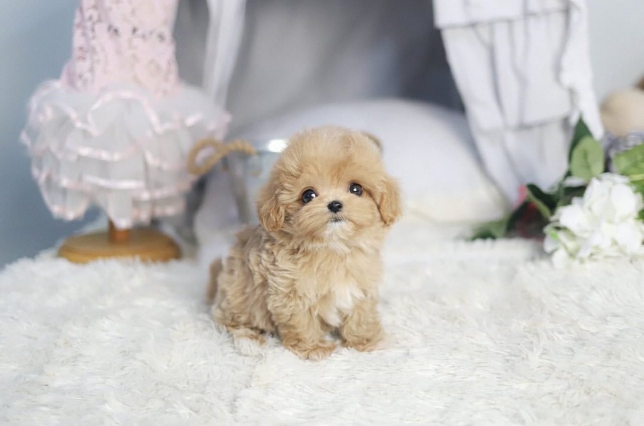 Teacup Maltipoo For Sale