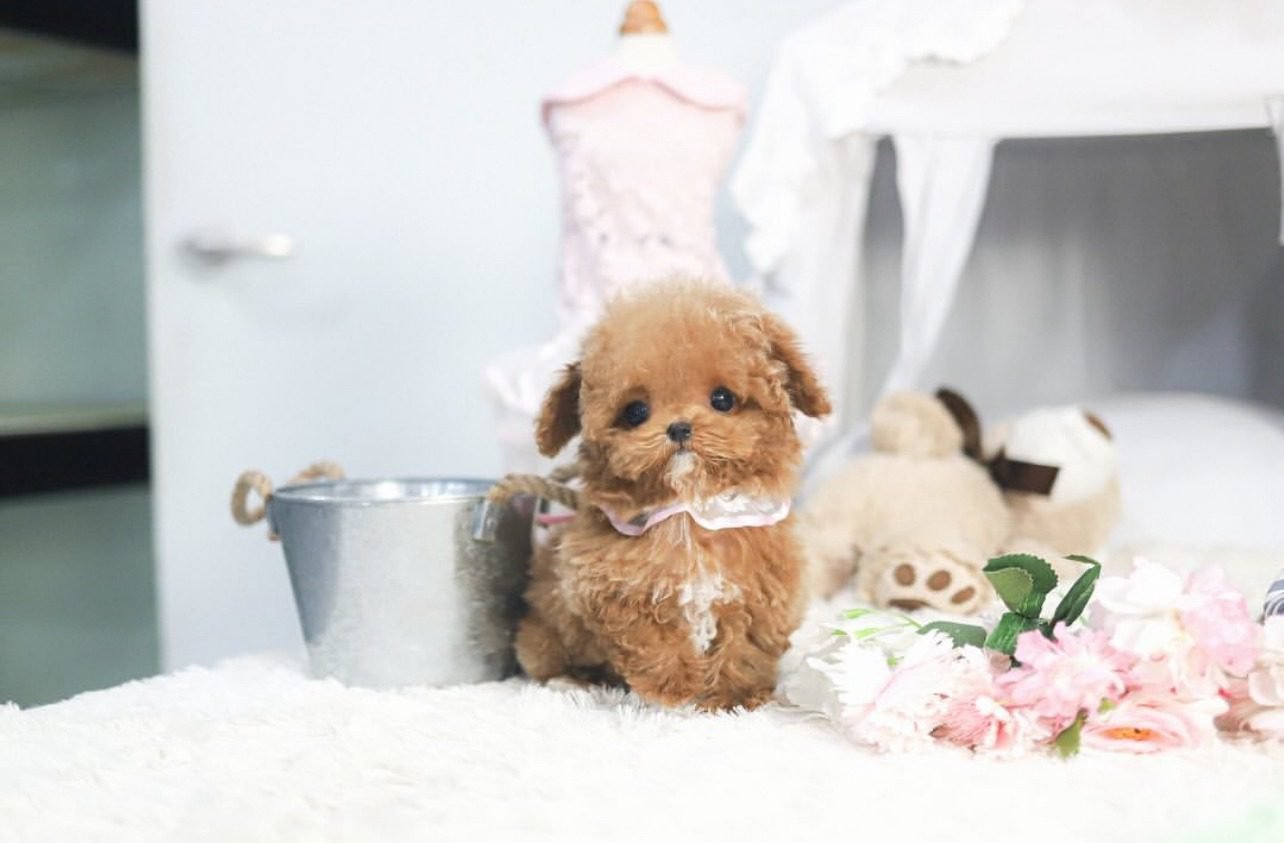 Adorable Maltipoo For Sale | Maltipoos For Sale