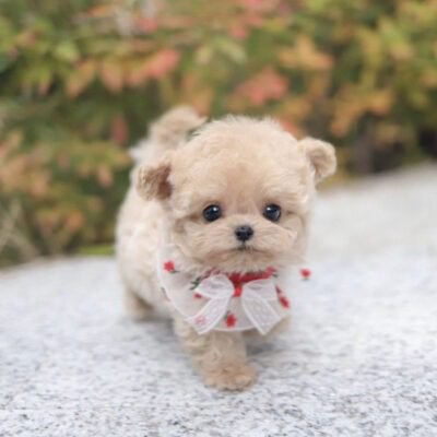 Maltipoo Bonney Lake WA - Premier teacup Puppies