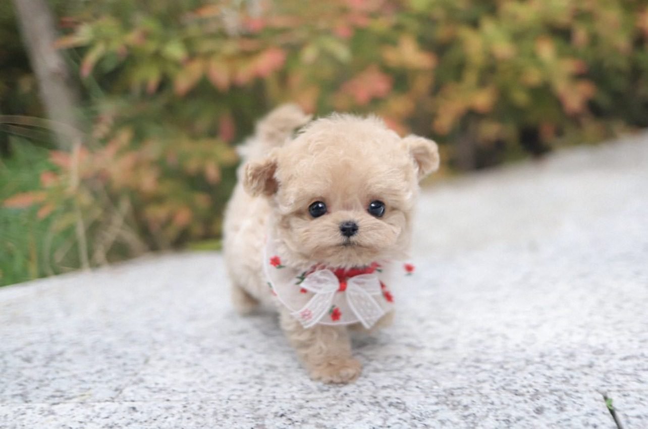 Maltipoo Bonney Lake WA - Premier teacup Puppies