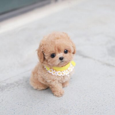 Maltipoo breeders near me