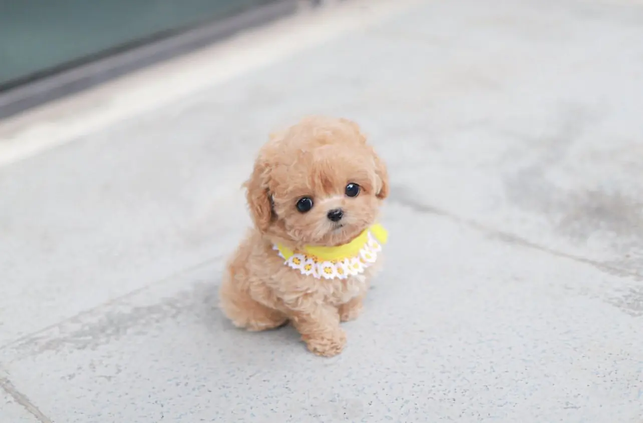 Maltipoo breeders near me