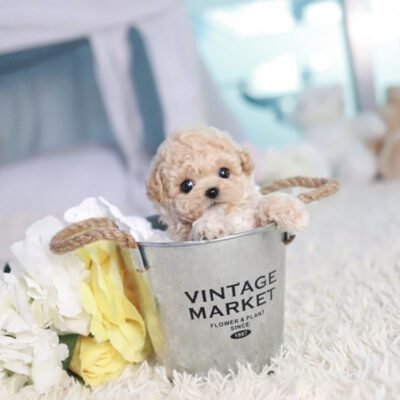 Miniature Maltipoo for sale - Premier teacup Puppies
