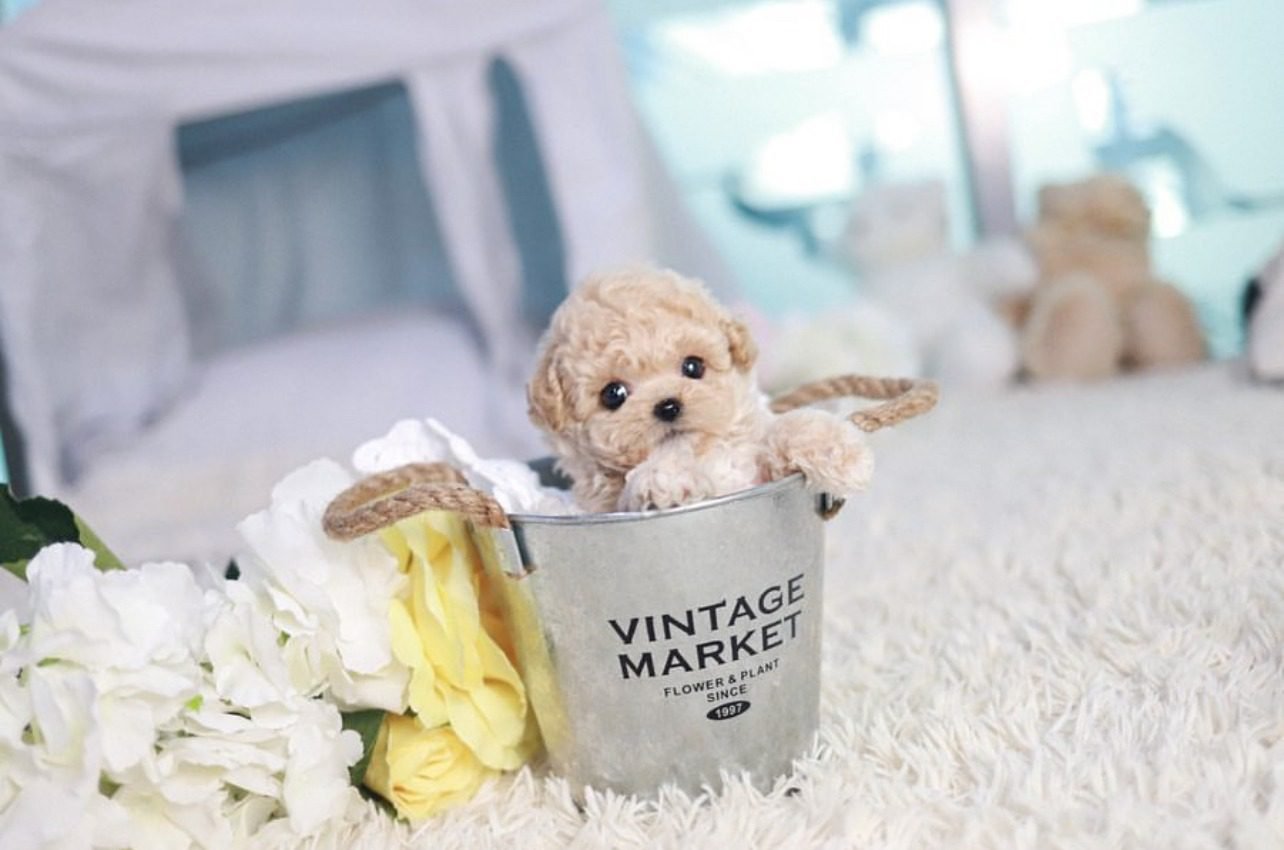 Miniature Maltipoo for sale - Premier teacup Puppies