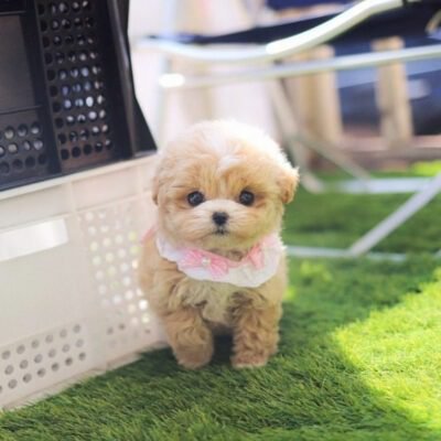 Maltipoo Puppies For Sale In Houston - Premier teacup Puppies