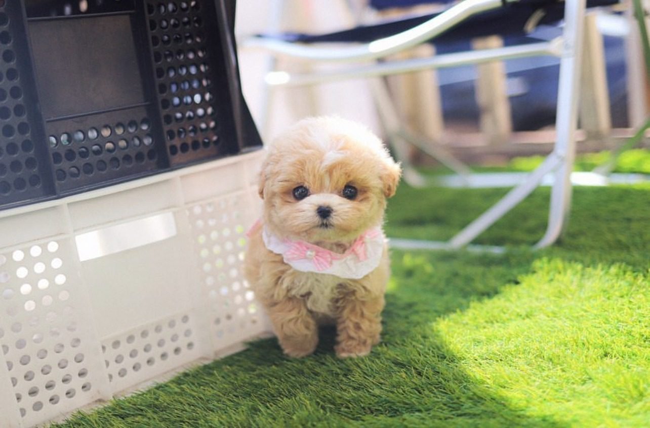 Maltipoo Puppies For Sale In Houston - Premier teacup Puppies