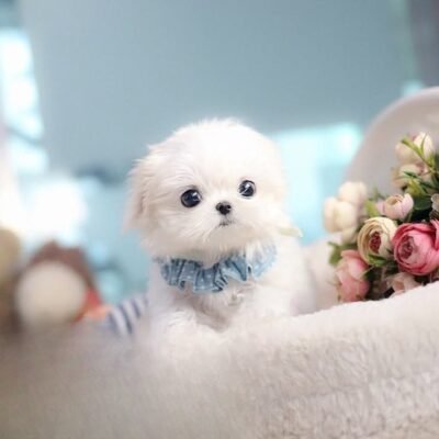 Teacup Maltese Puppy for Sale – Premier teacup Puppies