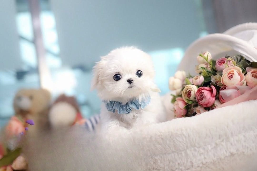 Teacup Maltese Puppy for Sale – Premier teacup Puppies