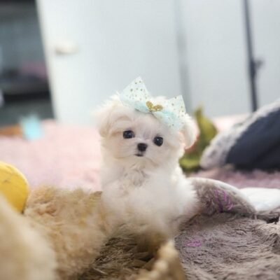 Maltese Puppies for Sale Near Me – Premier teacup Puppies