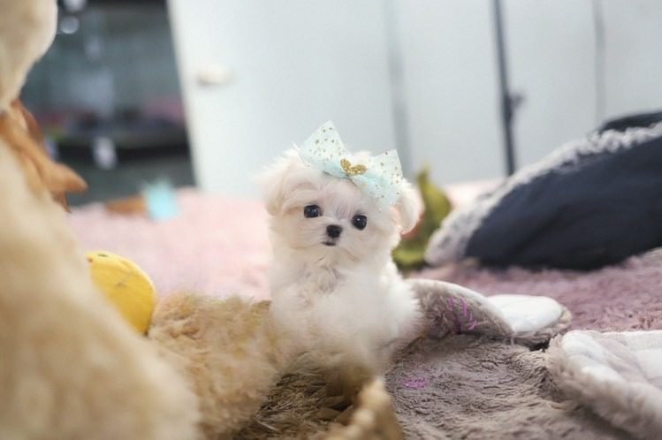 Maltese Puppies for Sale Near Me – Premier teacup Puppies