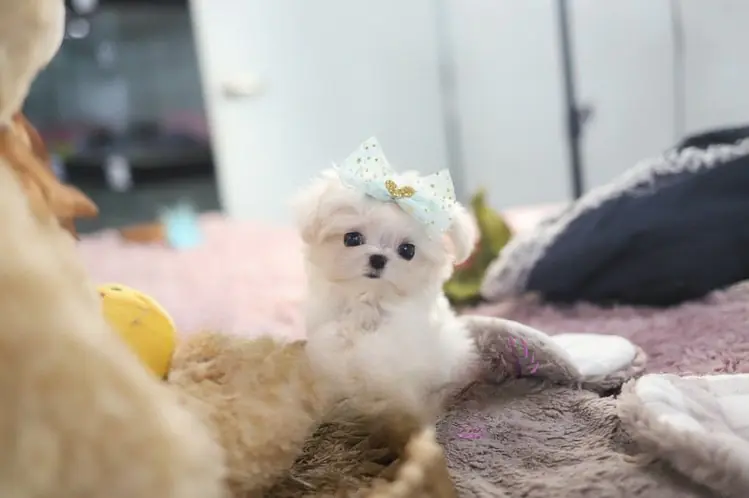 Maltese Puppies for Sale Near Me – Premier teacup Puppies