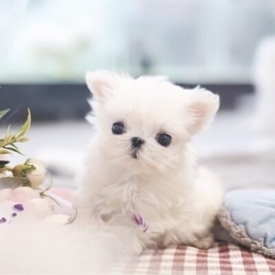 Maltese Puppies Near Me for Sale – Premier teacup Puppies