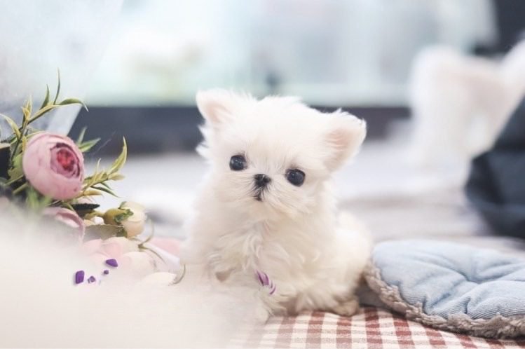 Maltese Puppies Near Me for Sale – Premier teacup Puppies