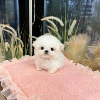 Bichon Frise Puppies for Sale – Premier teacup Puppies