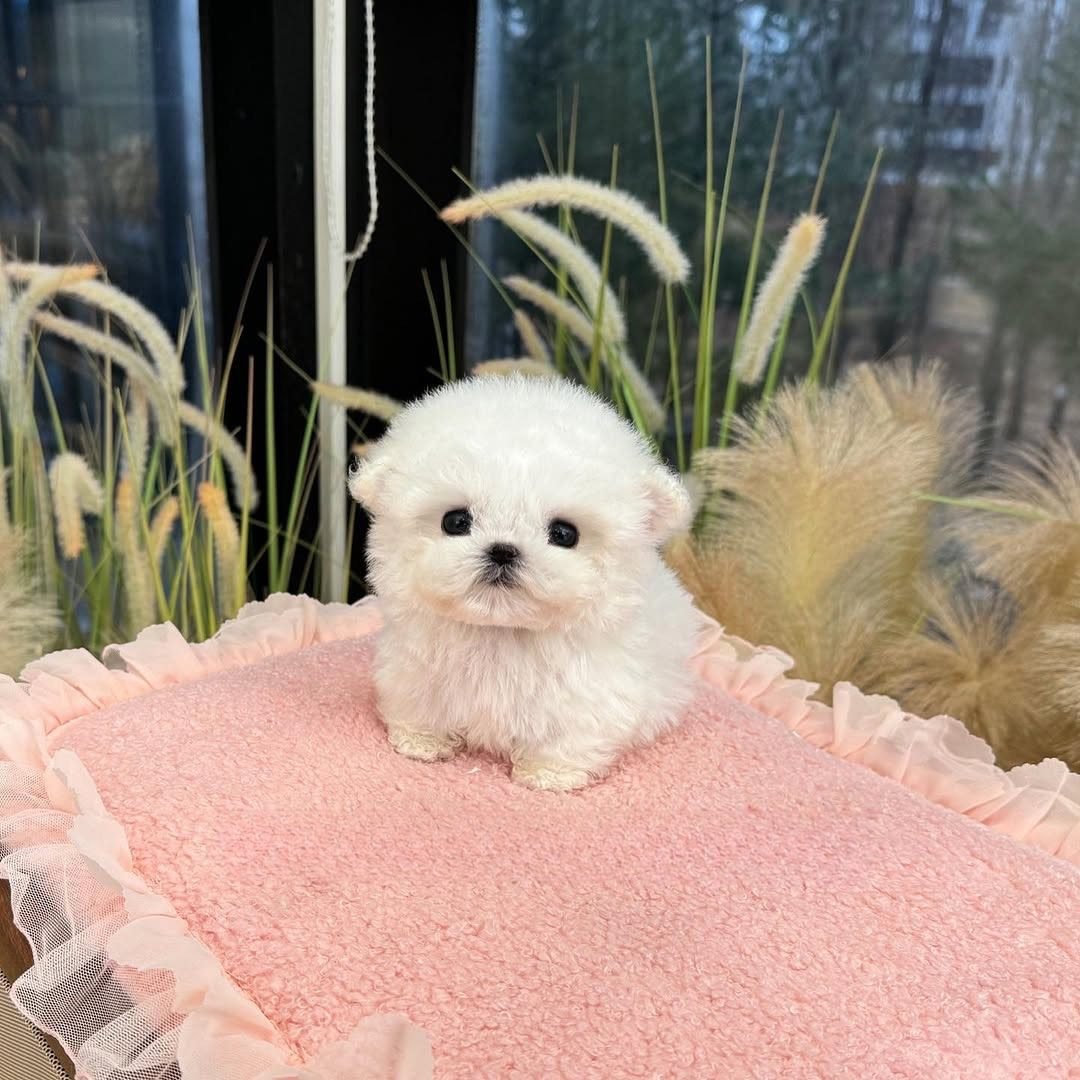 Bichon Frise Puppies for Sale – Premier teacup Puppies