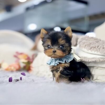 Teacup yorkie for sale up to $400 in Texas - Premier teacup Puppies