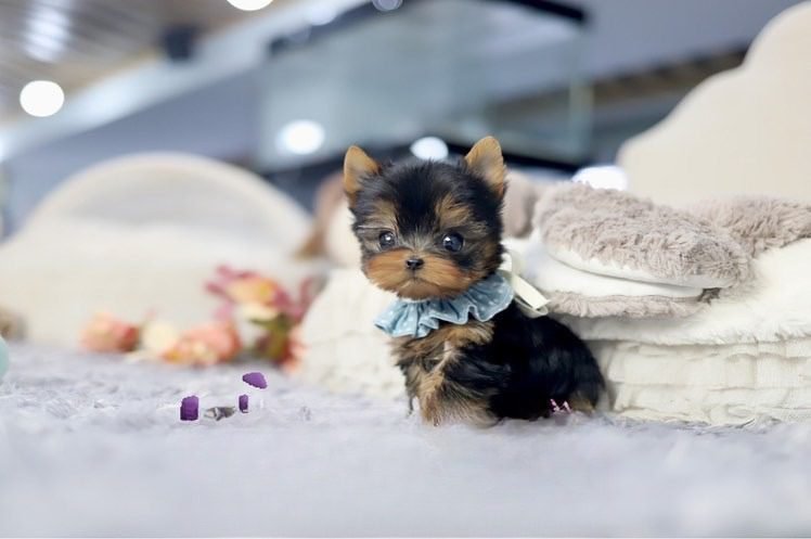 Teacup yorkie for sale up to $400 in Texas - Premier teacup Puppies