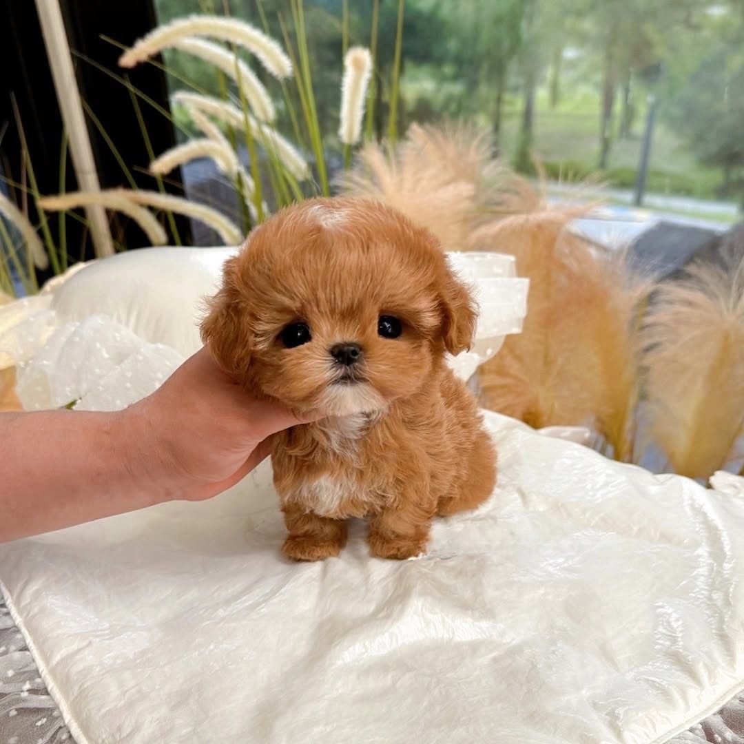 Poodle dog for Sale | Premier teacup Puppies