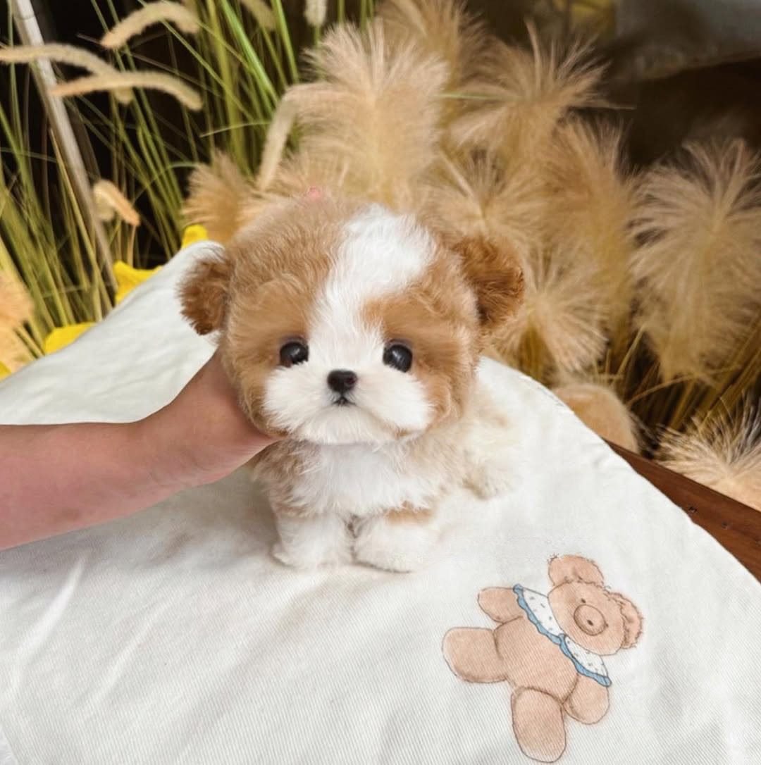 Blue Merle Poodle Puppies for Sale | Premier teacup Puppies