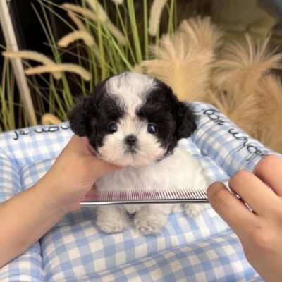 Toy Poodle Puppies for Sale | Premier teacup Puppies
