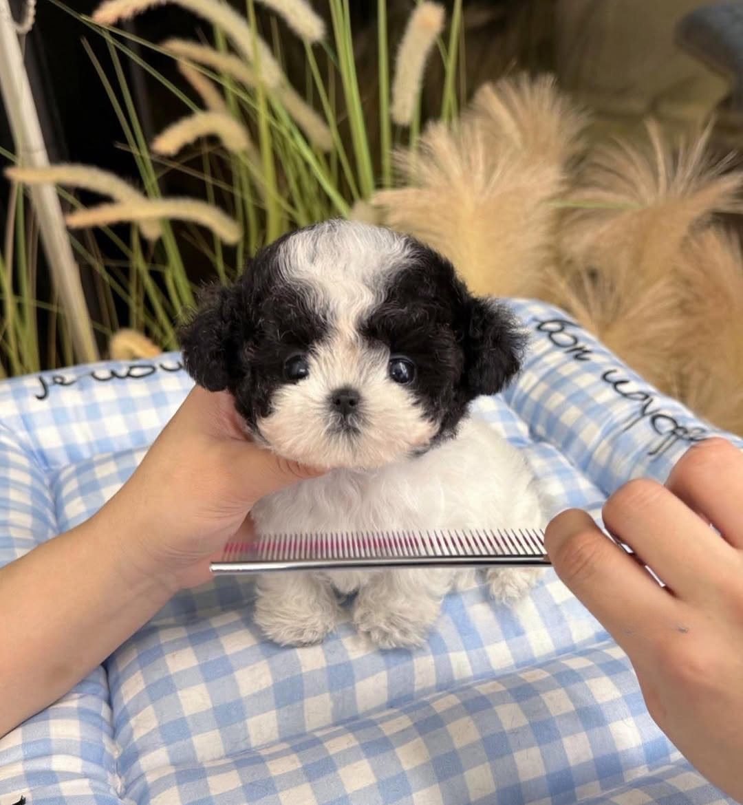 Toy Poodle Puppies for Sale | Premier teacup Puppies
