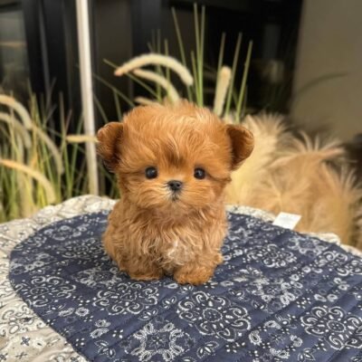 Adopt A Maltipoo | Maltipoo Adoption